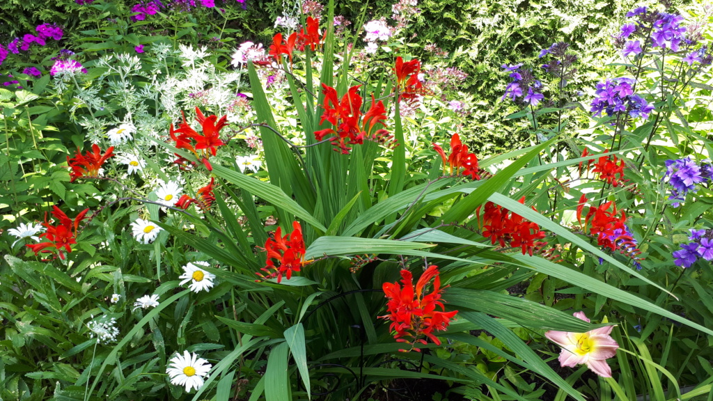 Août et Septembre déjà au jardin - Page 3 Crocos10