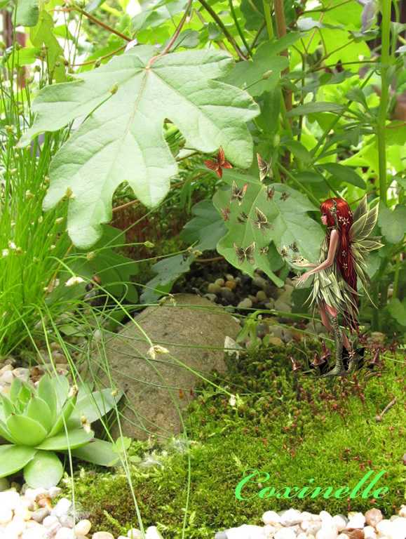 Les jardins suspendus de Coxinelle Elfie11