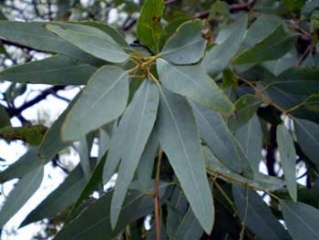 Semis d'Eucalyptus Eucaly12