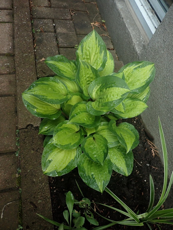 Guide d'identification: Hostas par photos Hosta_26