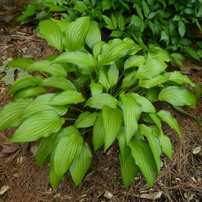 Guide d'identification: Hostas par photos Hosta_28