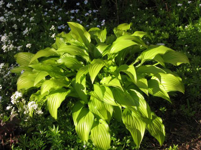 Guide d'identification: Hostas par photos Hosta_29