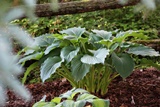 Guide d'identification: Hostas par photos Hosta_54