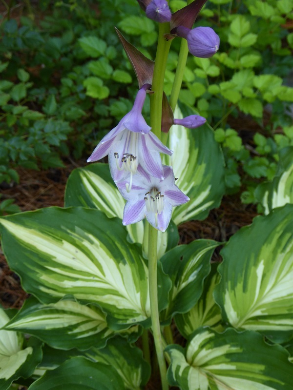 Guide d'identification: Hostas par photos Lakesi11