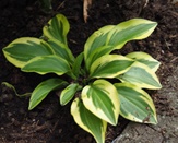 Guide d'identification: Hostas par photos Little10