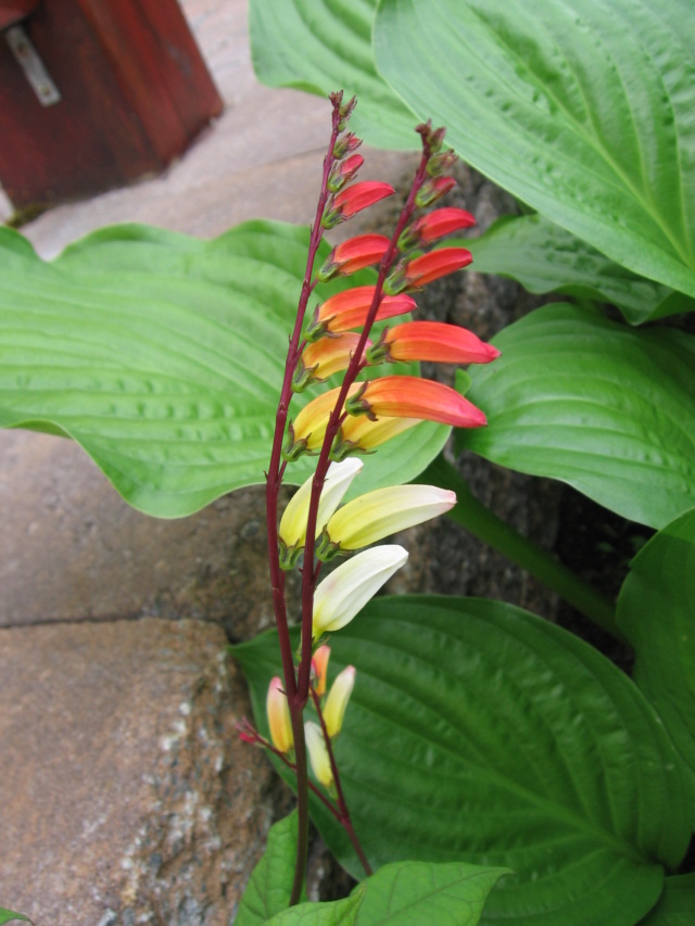 Mina lobata Mina_l11