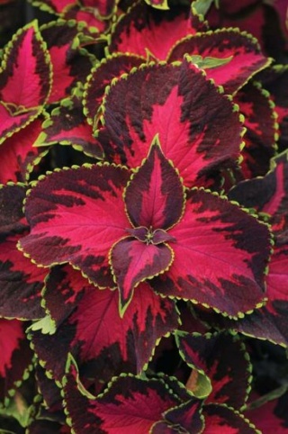 Semis de Coleus P824e_10