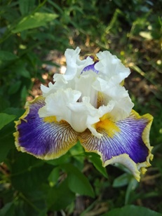GUIDE D'IDENTIFICATION : les IRIS Patchw10