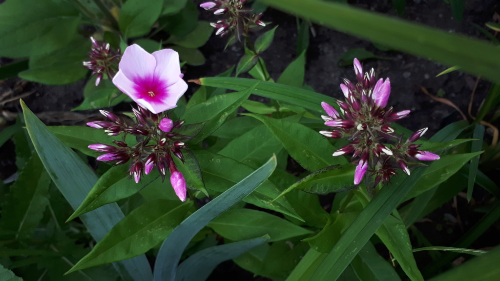 Août et Septembre déjà au jardin Phlox_16