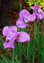 GUIDE D'IDENTIFICATION : les IRIS  Pink_h10