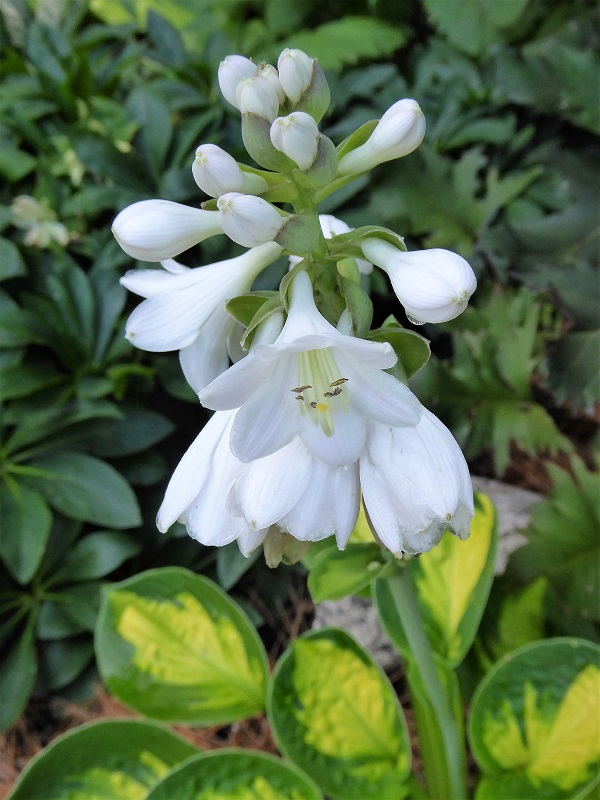 Guide d'identification: Hostas par photos Pocket10