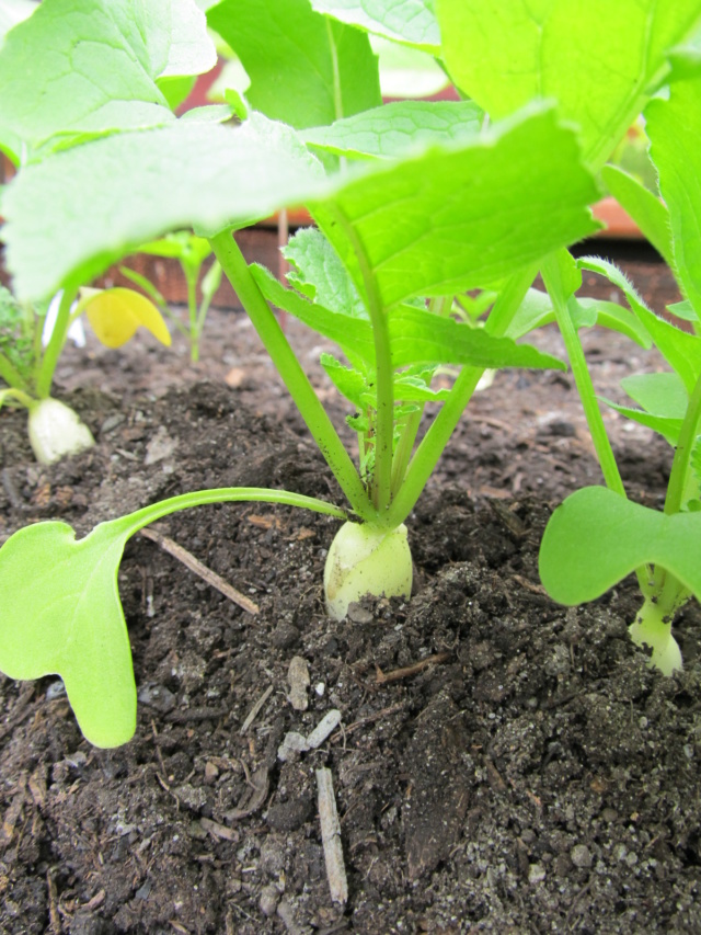 Mon potager flottant au fil des années... Potage17