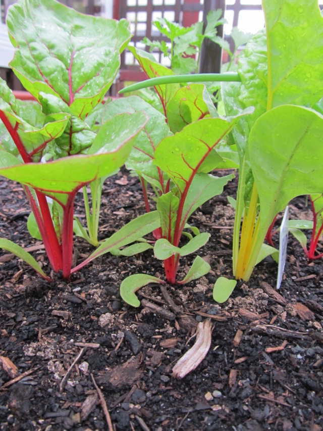 Mon potager flottant au fil des années... Potage21