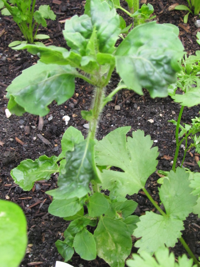 Mon potager flottant au fil des années... Potage28