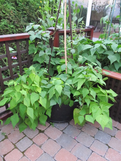Histoire de mon potager...de 2012 à 2020 Potage47