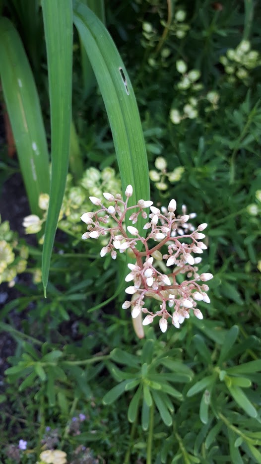 Juillet en douce chez Coxi... - Page 4 Sedum_11