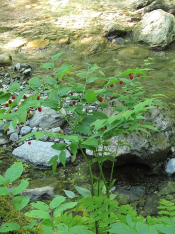 Indigène à fruits rouges : *trouvé: Streptopus amplexifolius Strept20