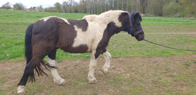LOONY -  ONC poney né en 2001 - Adopté en juin 2011 par Carole 20190432