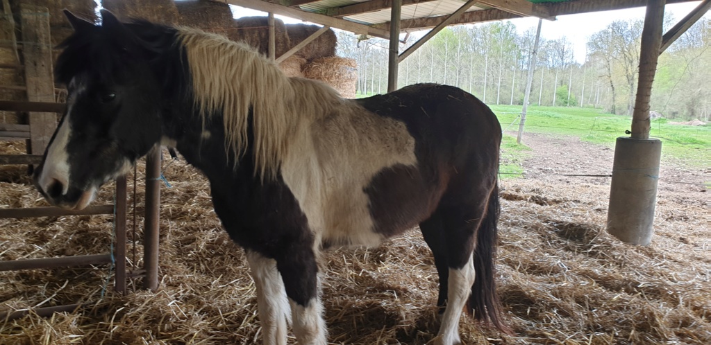 LOONY -  ONC poney né en 2001 - Adopté en juin 2011 par Carole 20190434