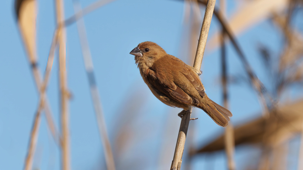 Fórum Aves - Birdwatching em Portugal - Portal 20230110