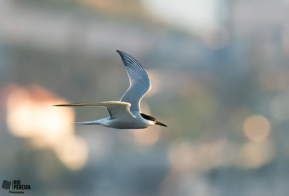 ID Garajau (Docapesca de alges | 2 junho 2021 ) _dsc2412