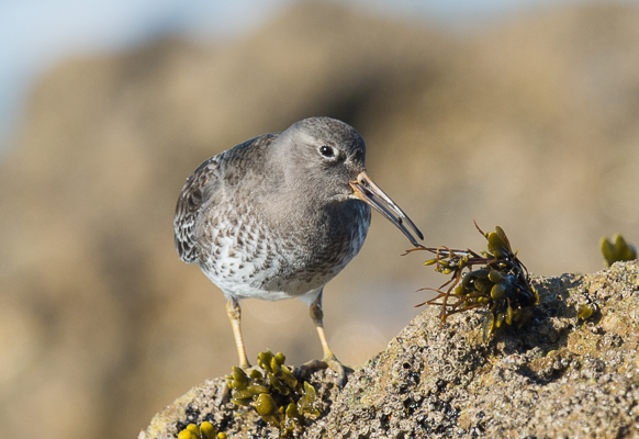 Pilrito escuro | Calidris maritima D4r_7210