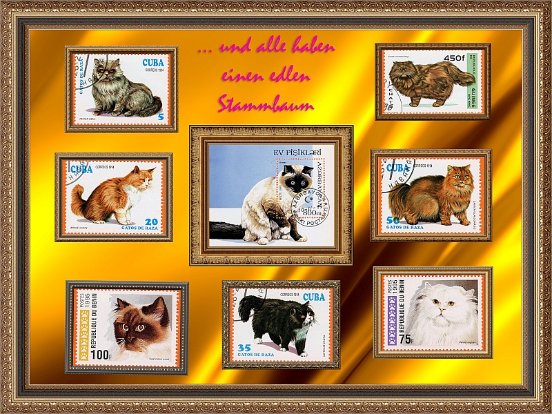 schweiz - Katzen - Seite 2 Kat_1210