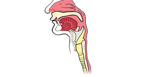 التهاب البلعوم (Pharyngitis) B9309710