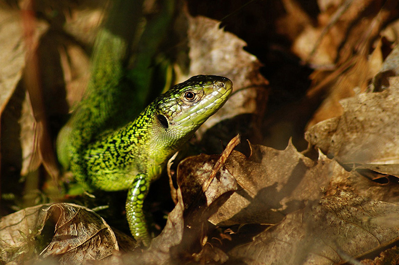 Le lézard vert Lezard10