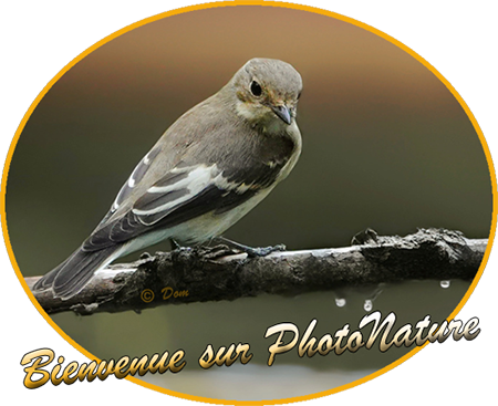                ►►►► PhotoNature ◄◄◄◄