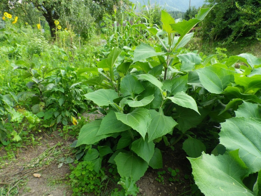 Yacon (Polymnia sonchifolia)  Flausc10