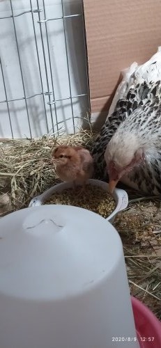 Les poussins de Gwenn 15969710