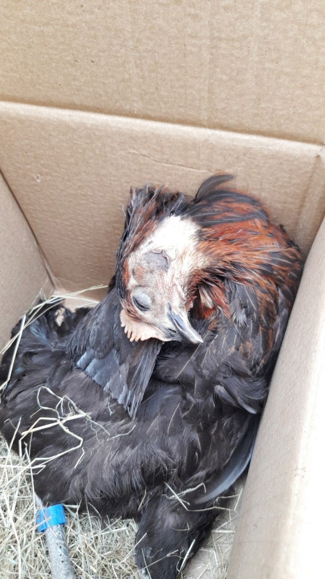 2 poules décédées d'un coup, peau et crête blanches Dead-p10