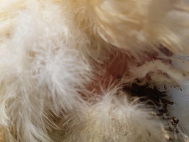 Poule blanche se gratte et perd ses poils pres des fesses Img-2010