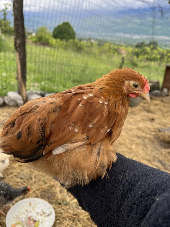 poule ou coq - Pékin 2 mois  Julien10