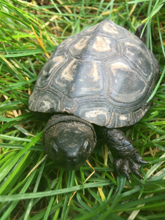 Identification tortue  Bb2be510