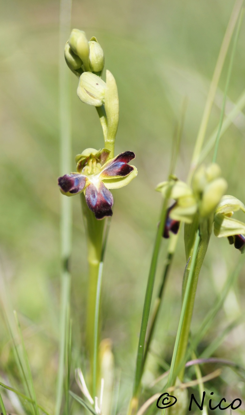 Ophrys sulcata pélorique Dsc04511