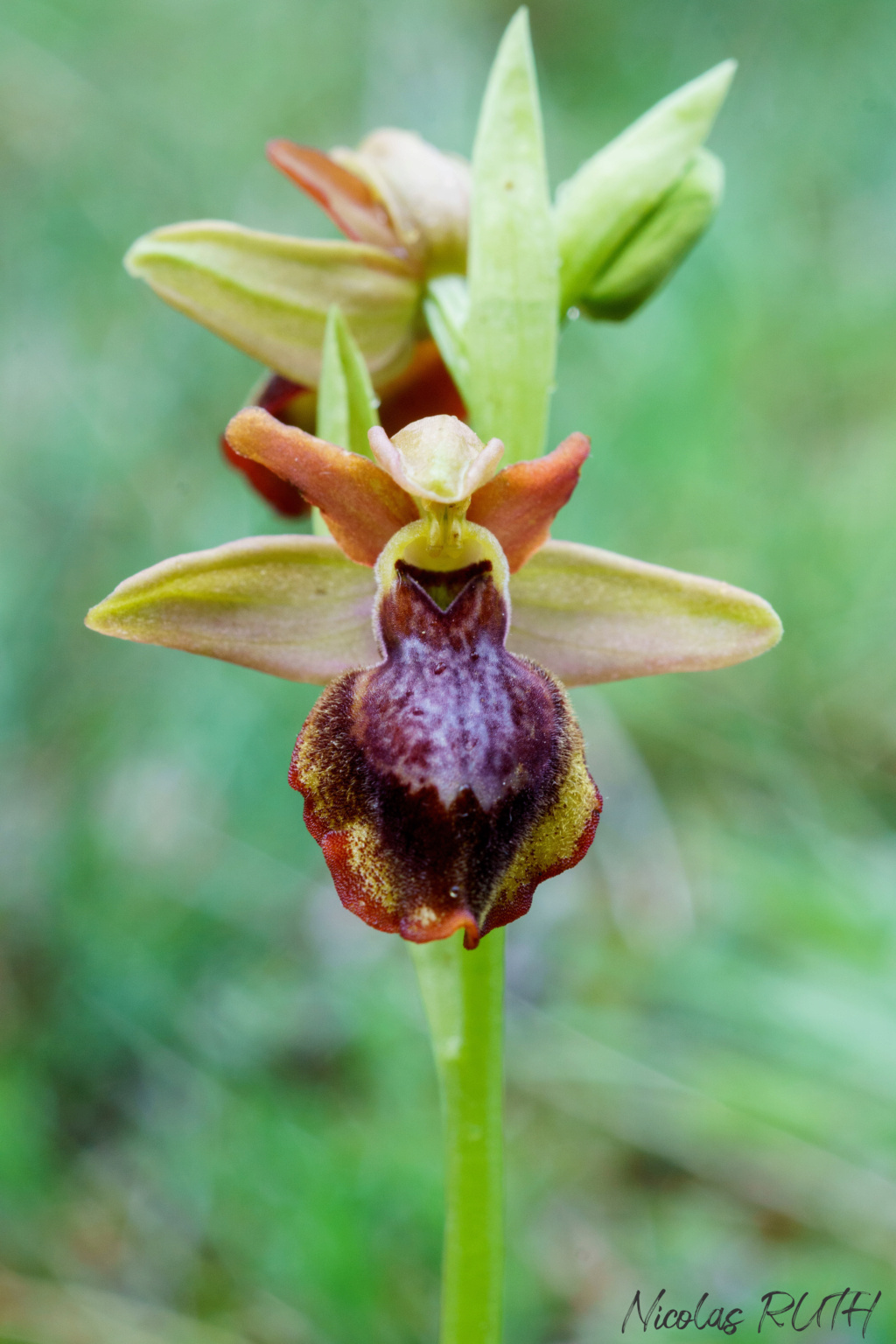 Ophrys aveyronensis x lutea  Dsc08910