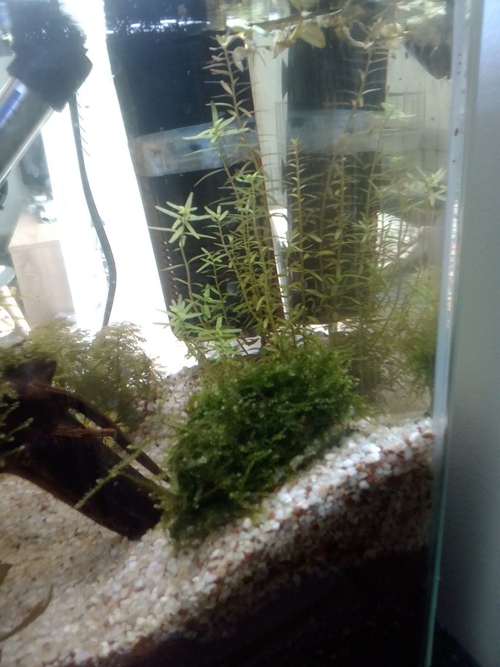 nano aquarium killi cap lopez Img_2195