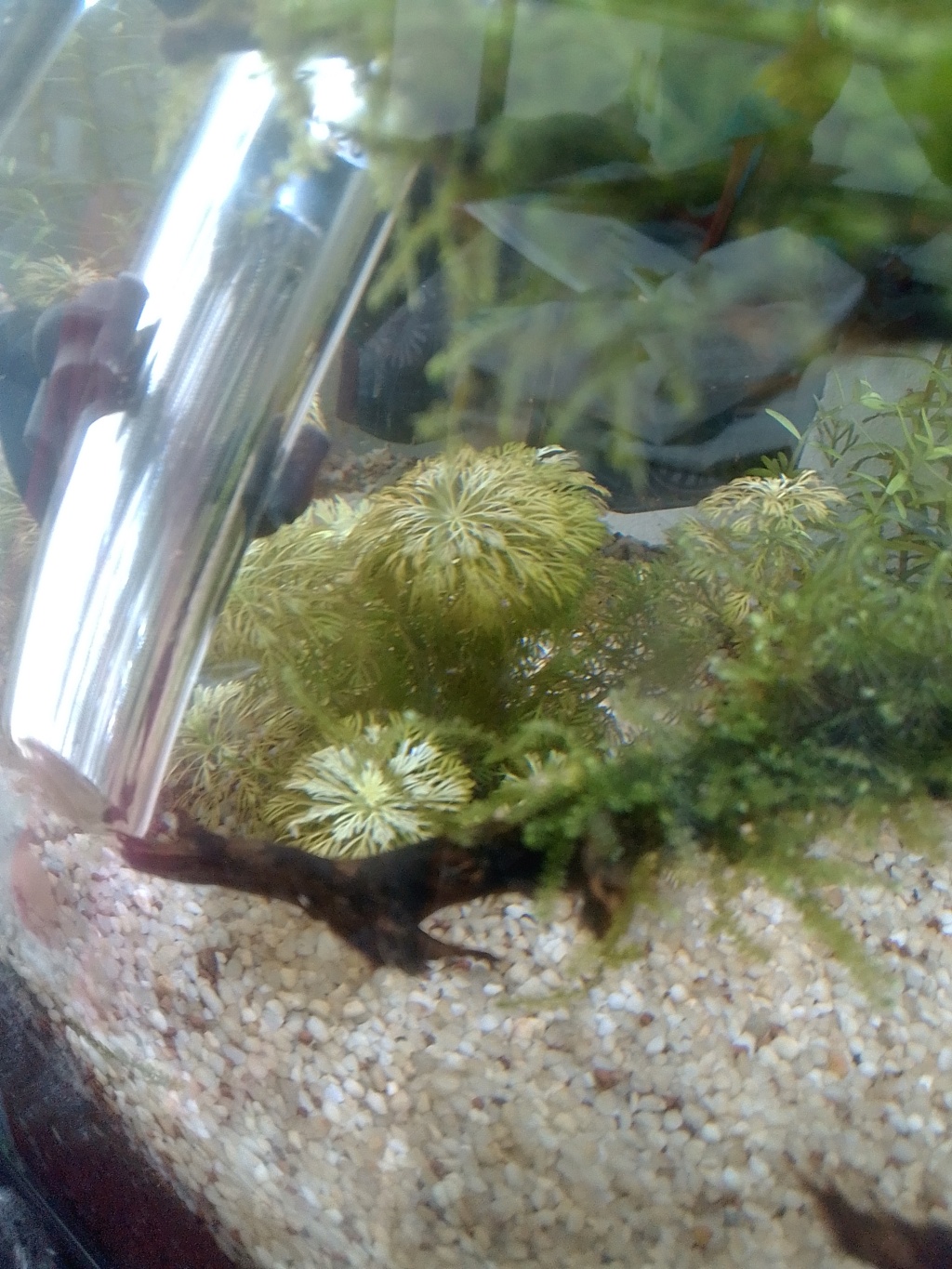 nano aquarium killi cap lopez Img_2199