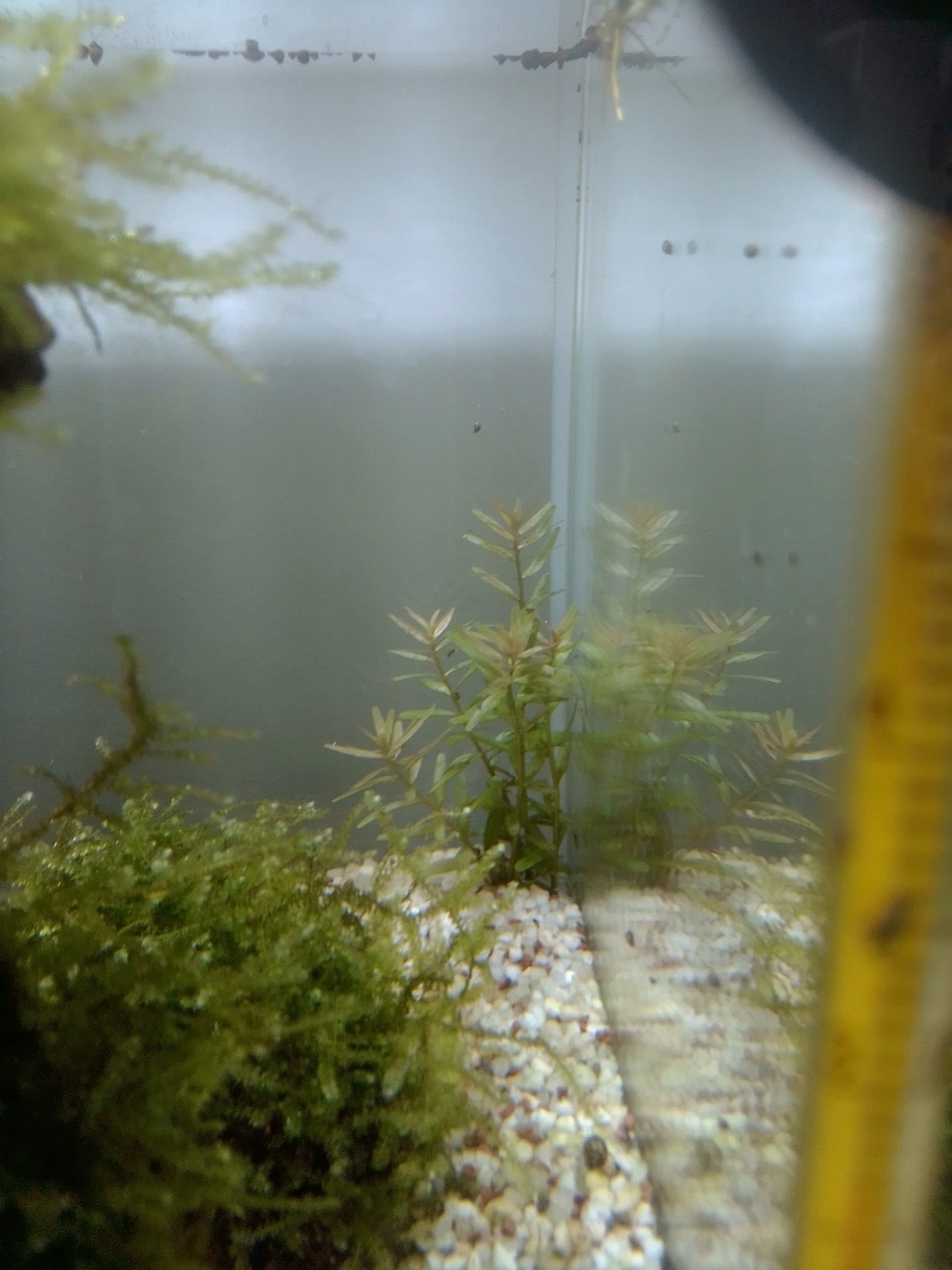  nano aquarium killi cap lopez Img_2222
