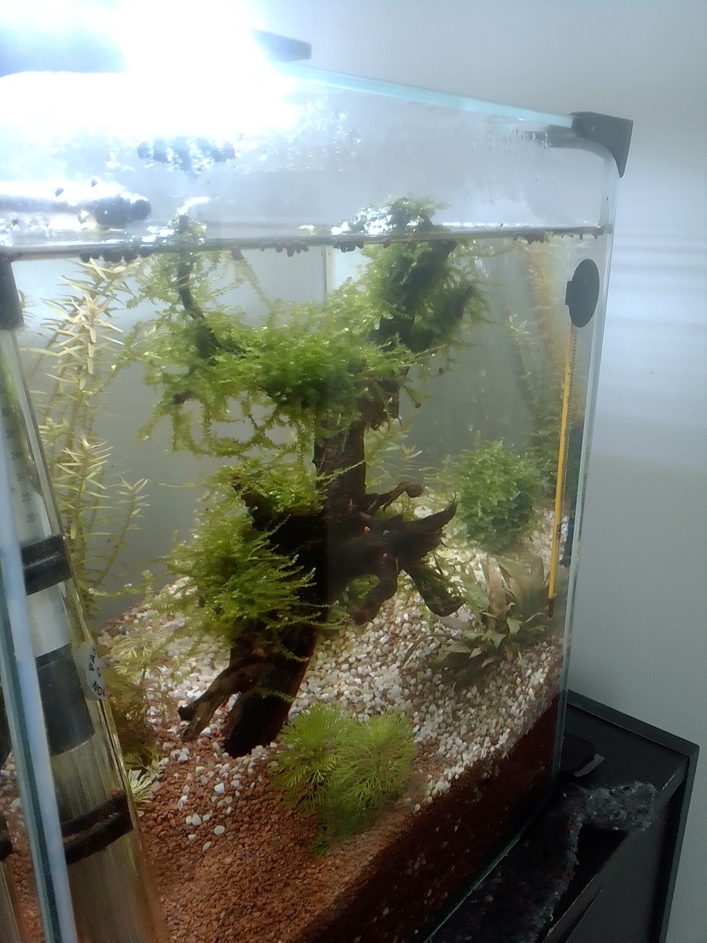 nano aquarium killi cap lopez Img_2227
