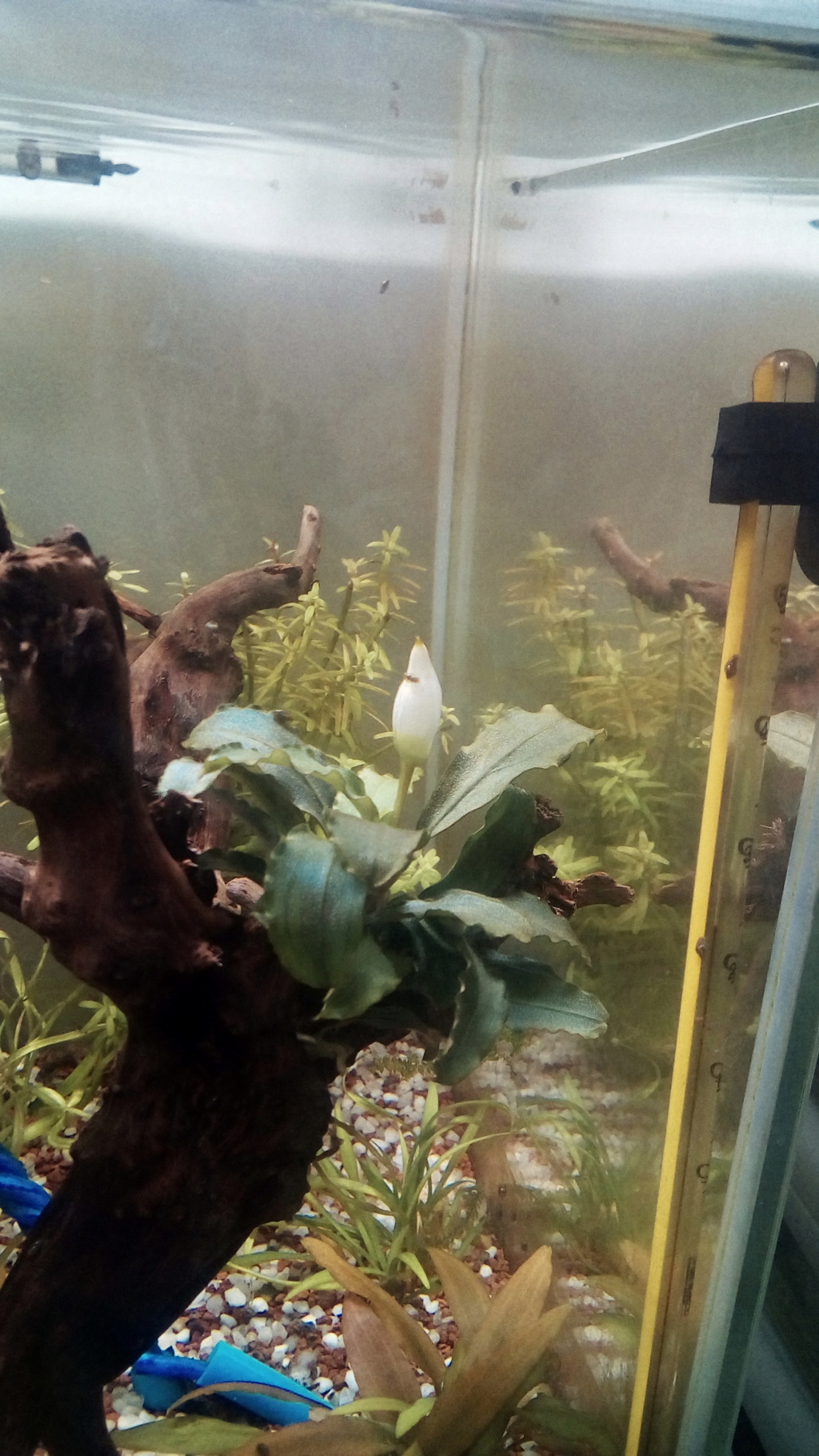 nano aquarium killi cap lopez - Page 2 Img_2268