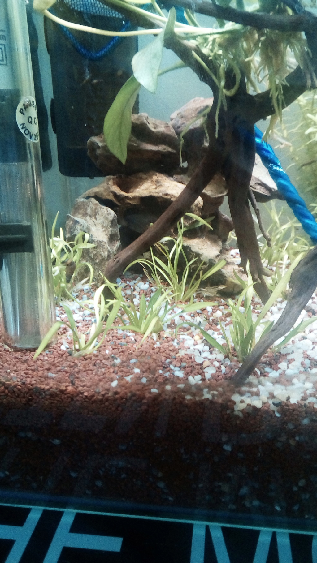 nano aquarium killi cap lopez - Page 2 Img_2269