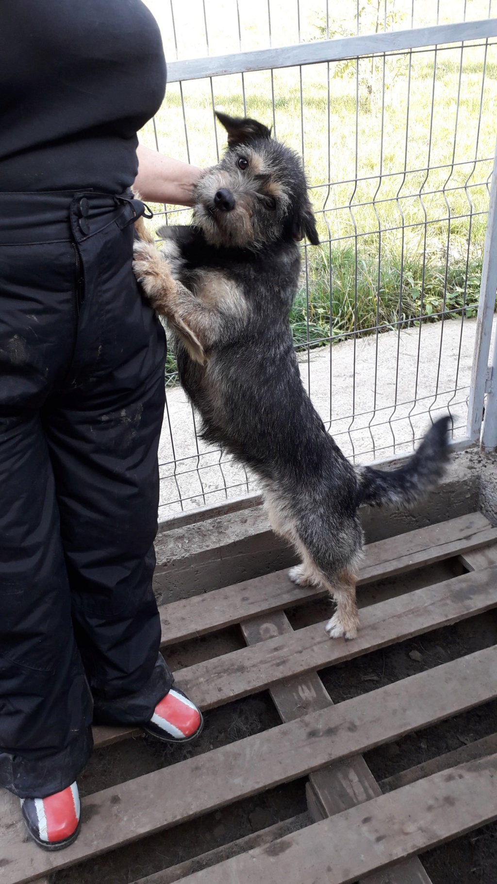 TINA /FEMELLE/nee le 23-07-2016 /TAILLE PETITE  au refuge/A ETE STERILISEE/ En FA  Tina1210