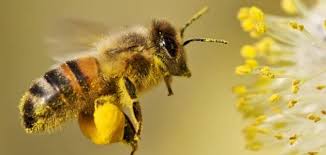 فوائد رحيق النحل Tzolzo29