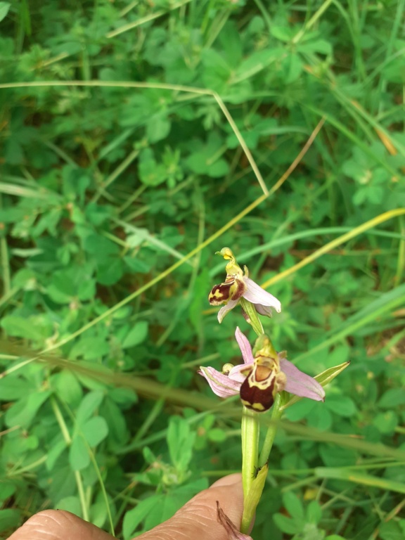[Anacamptis pyramidalis et Ophrys apifera] Id orchidée Tregastel 20230610