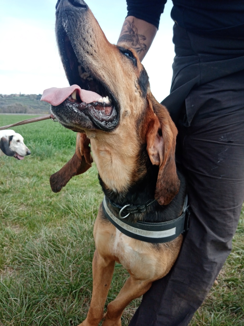 Berto ( chien mâle croisé courant) Img_2016