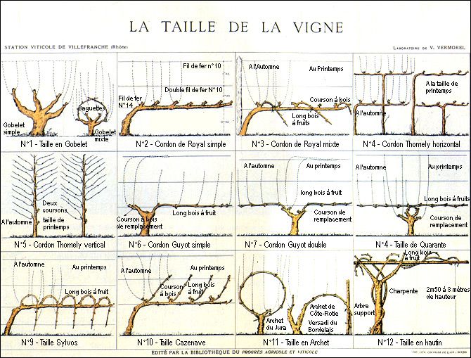 Le vignoble  et la cave !!! Vigne10