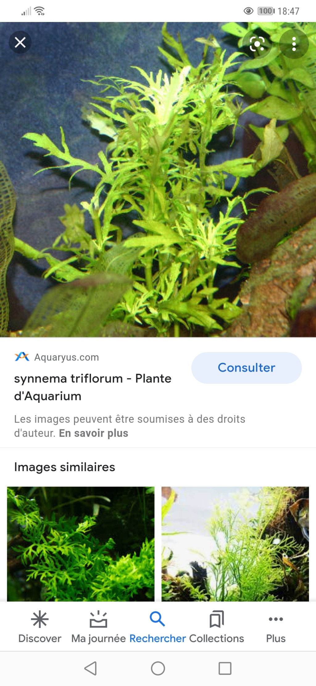 Le nom de ces plantes ? Screen37